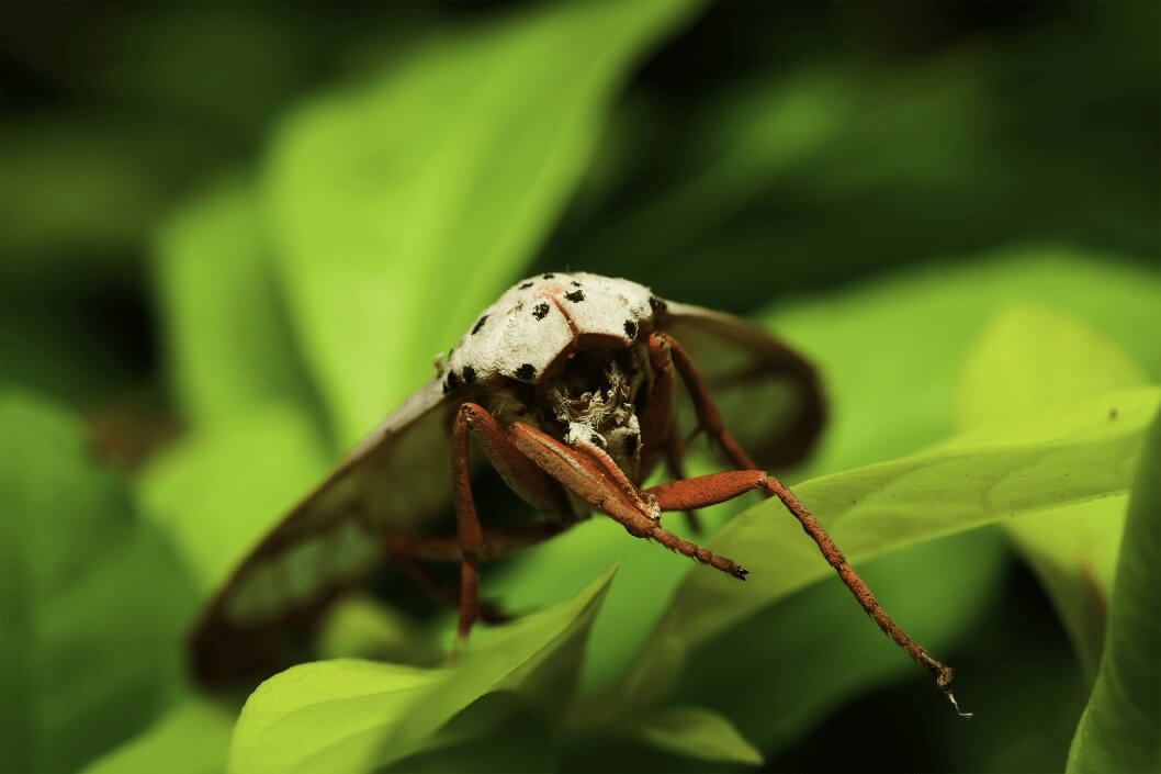 aphid