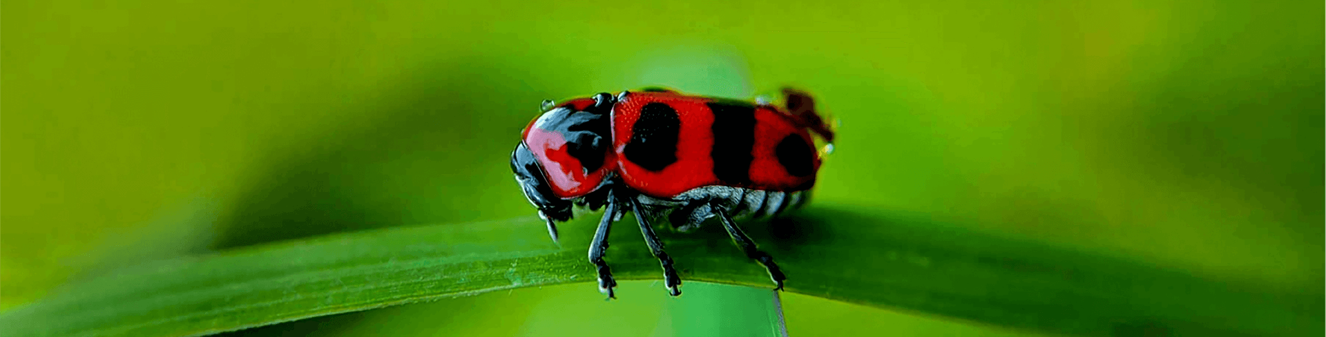 insect