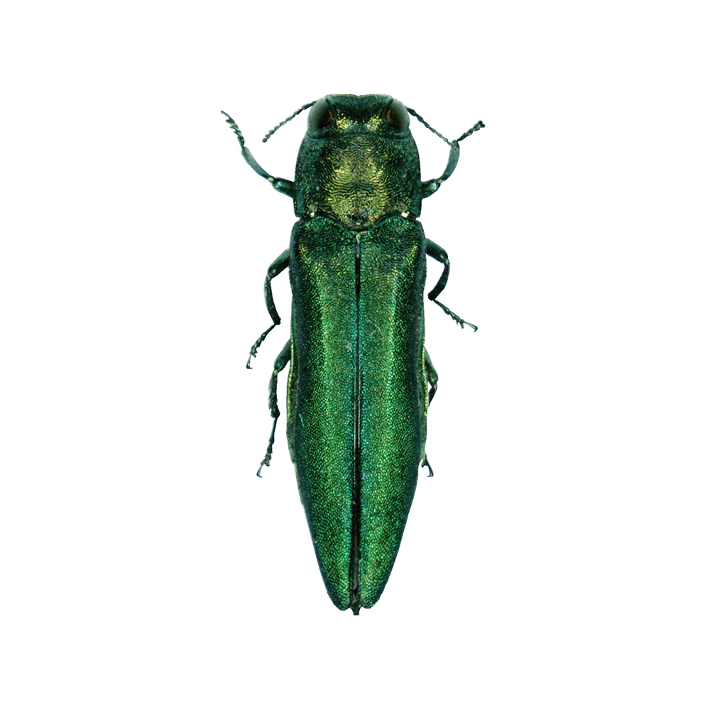 insect