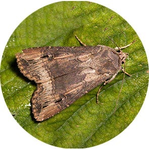 insect
