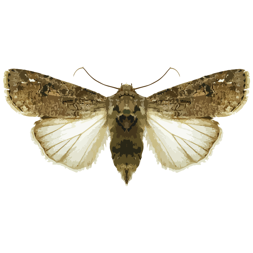insect