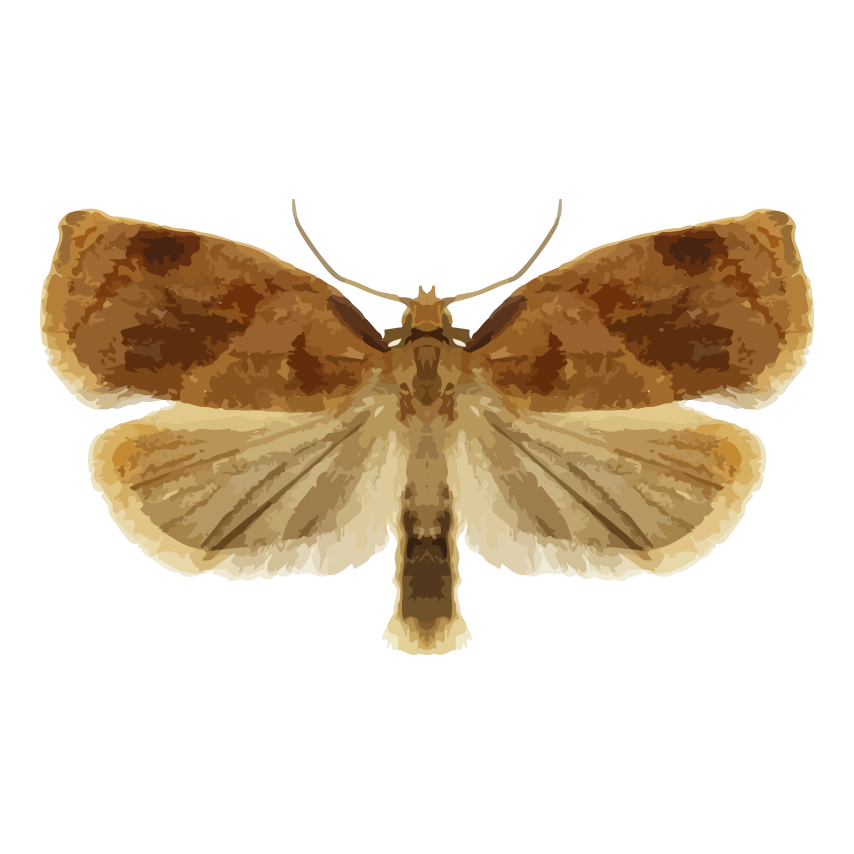 insect