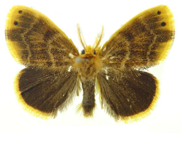 insect