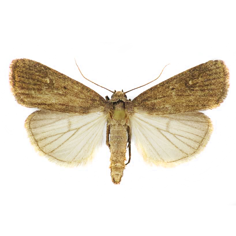 insect