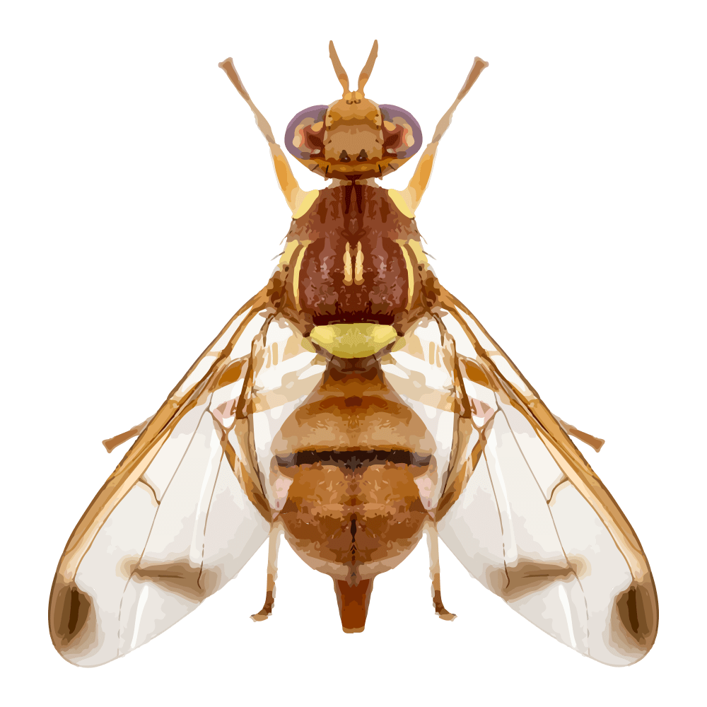 insect