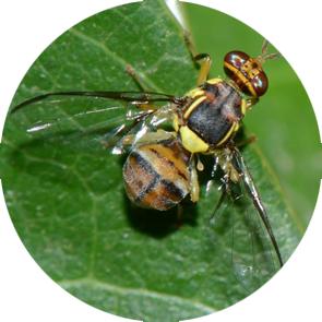 insect