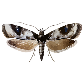 insect