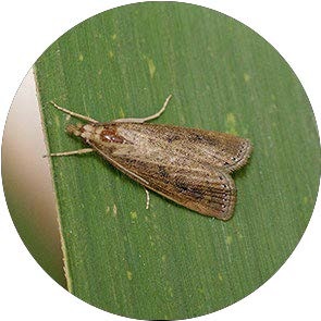 insect