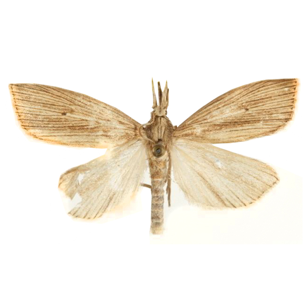 insect