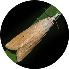 insect