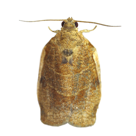 insect