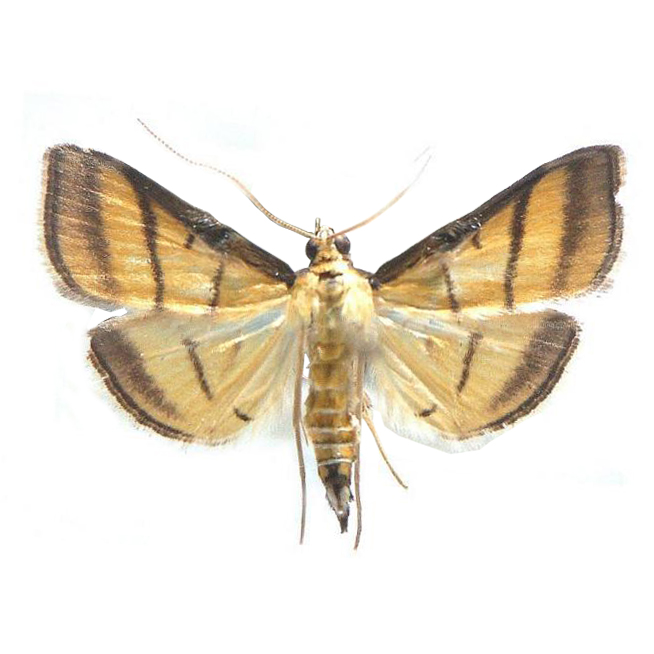 insect