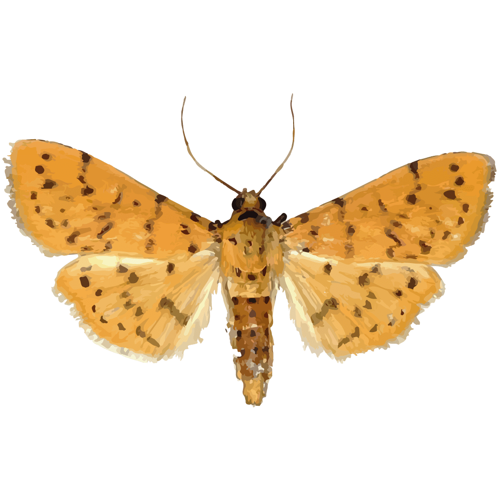 insect