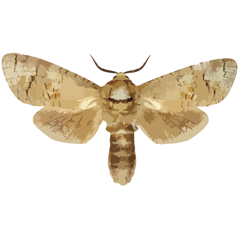 insect