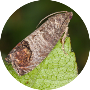 insect