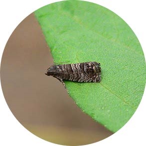 insect