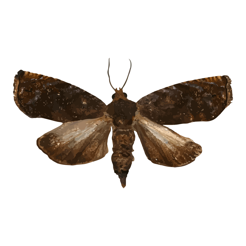 insect
