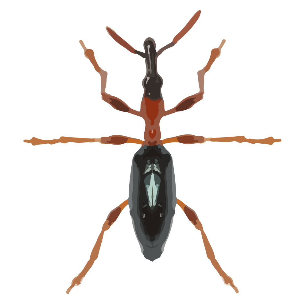 insect