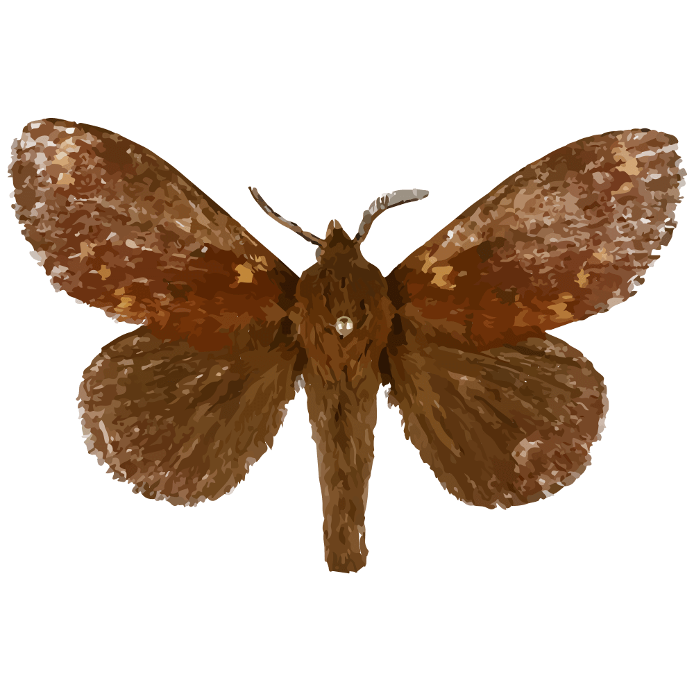 insect