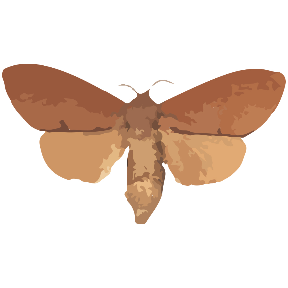 insect