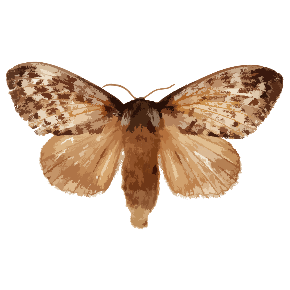 insect