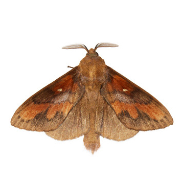 insect