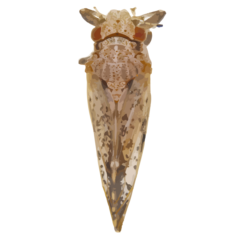 insect