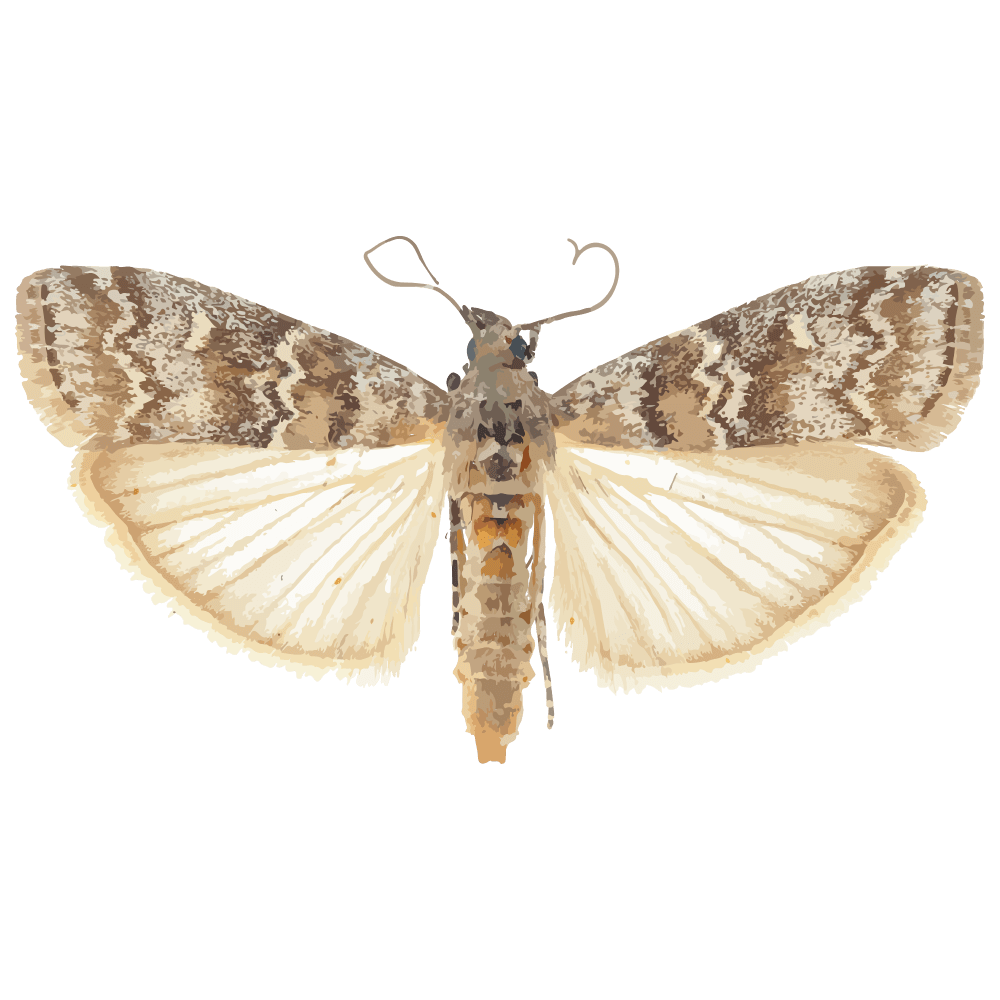 insect