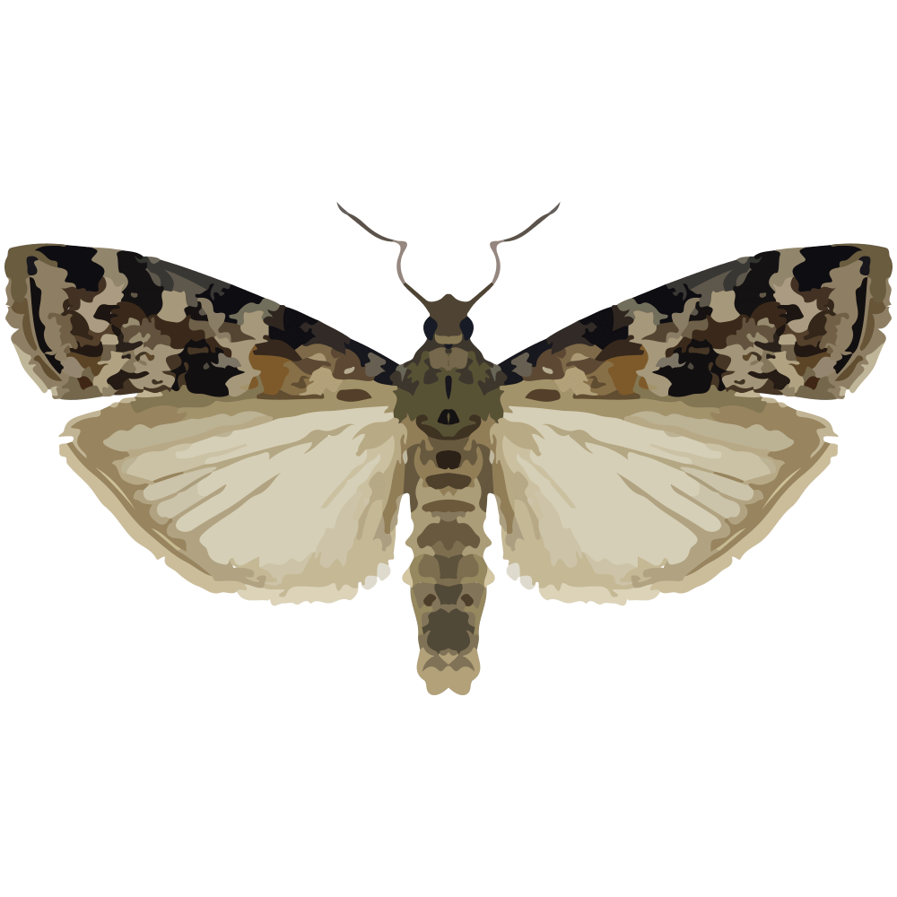 insect