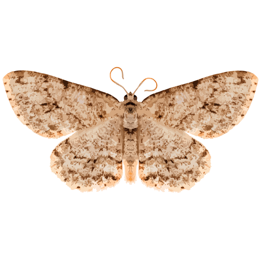 insect