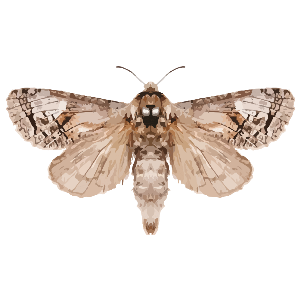 insect