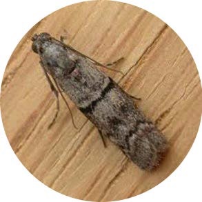 insect