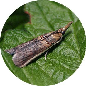 insect