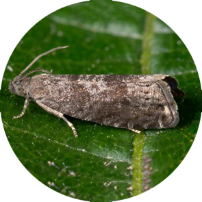 insect