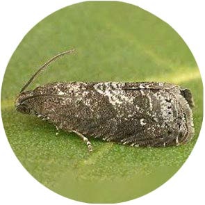 insect