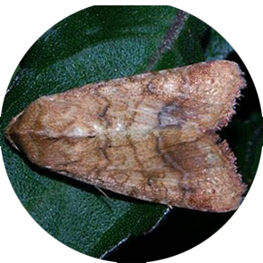 insect