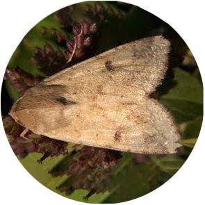 insect