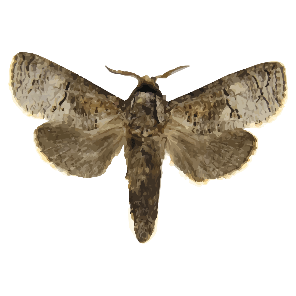 insect