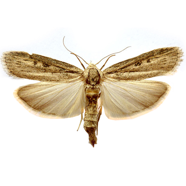 insect