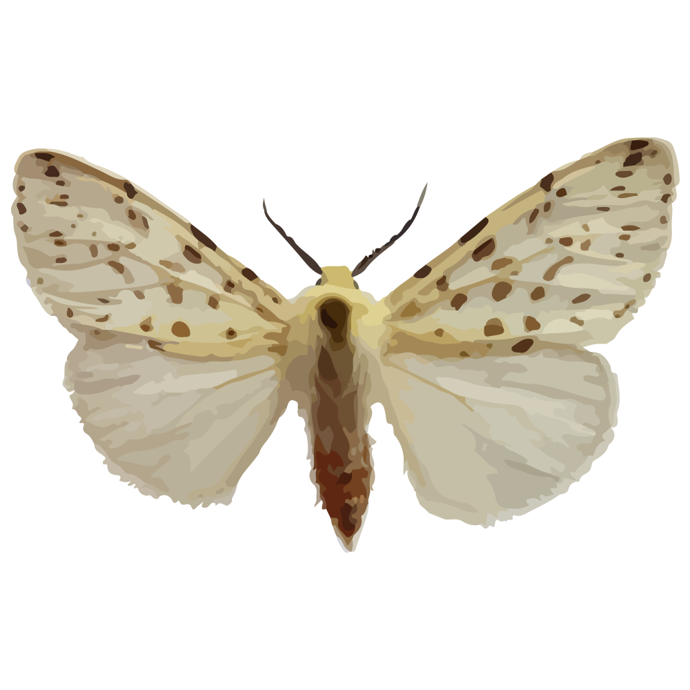 insect