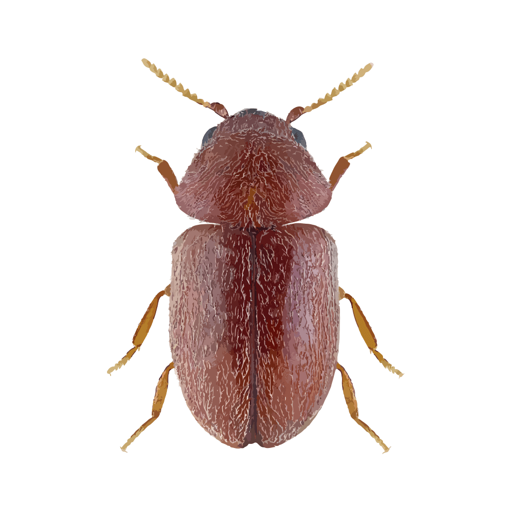 insect