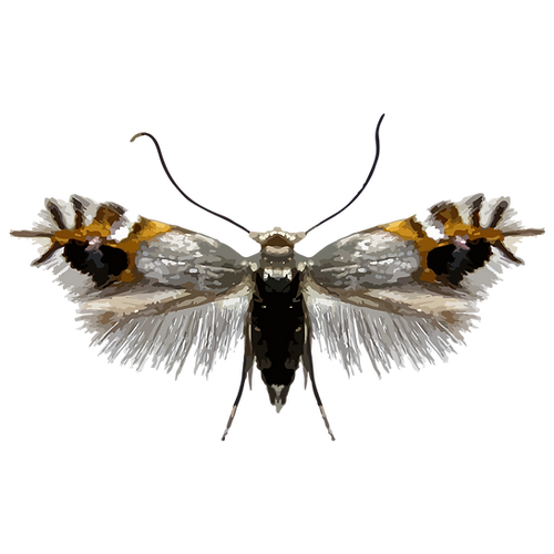 insect