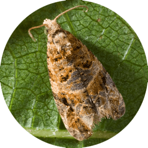 insect