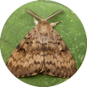 insect