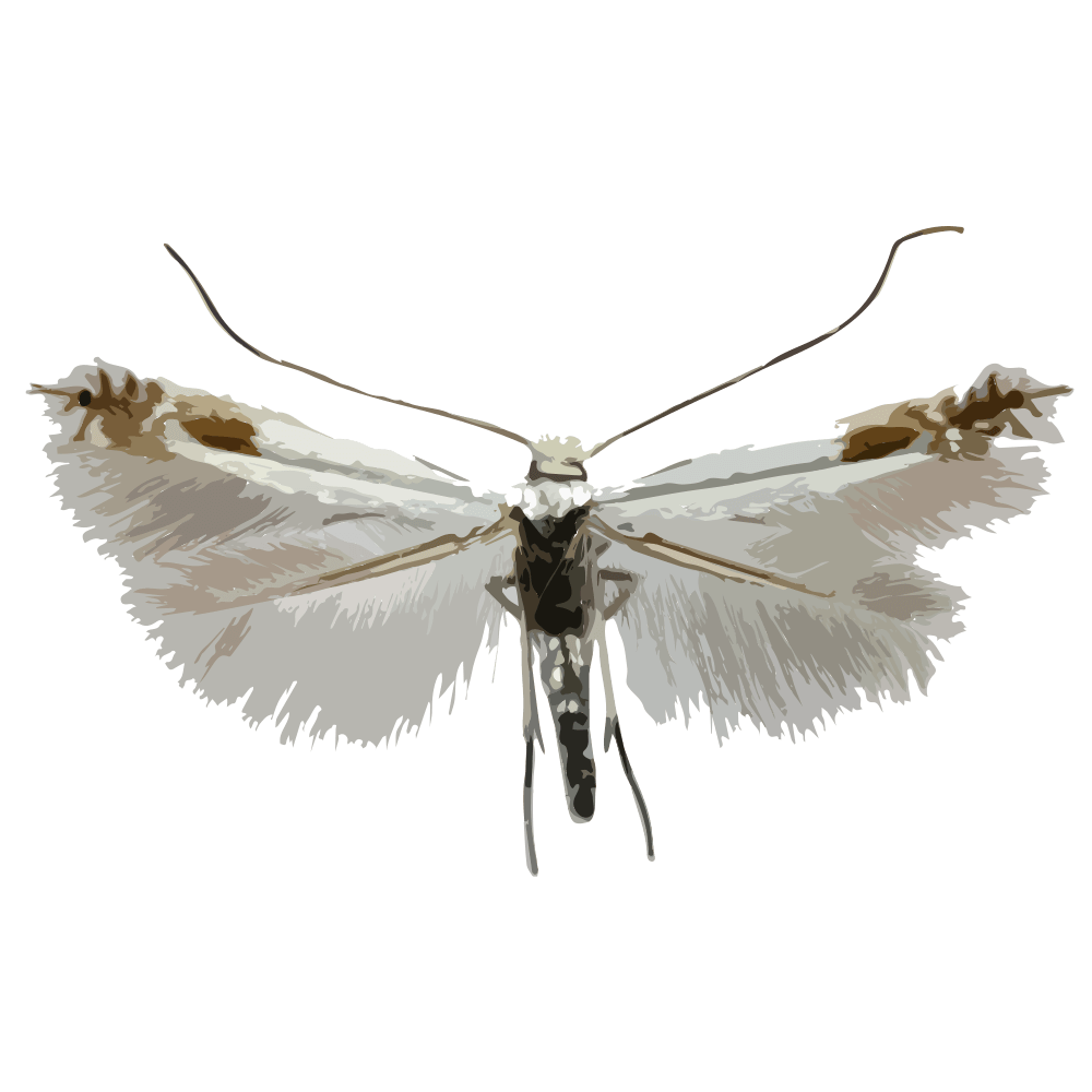 insect