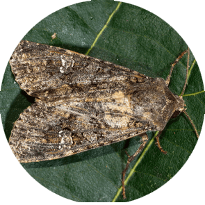 insect