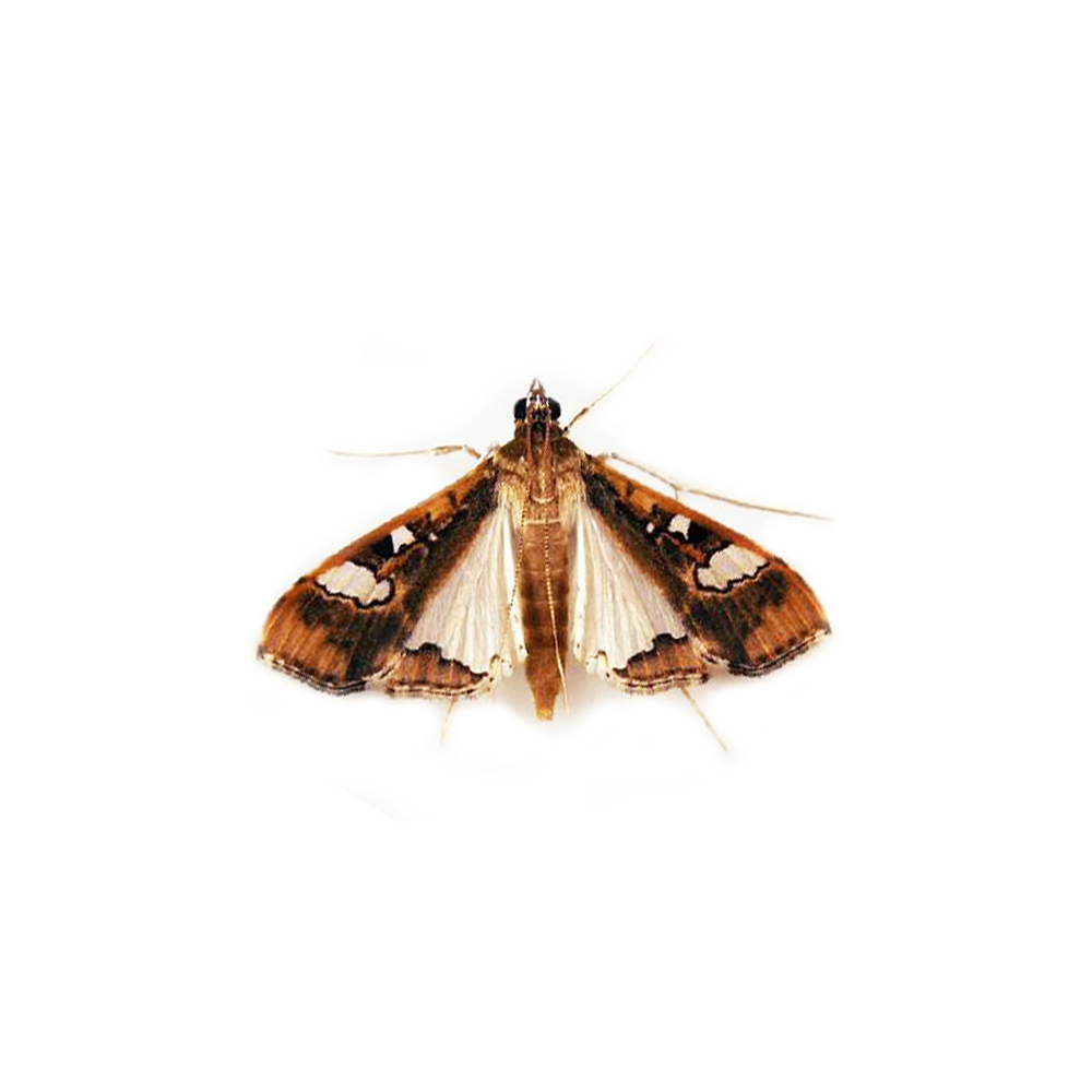 insect