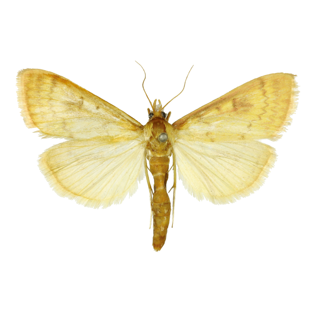 insect