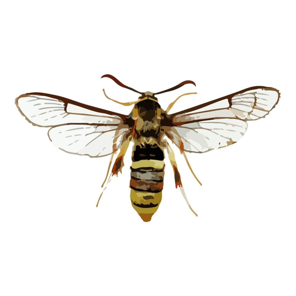 insect