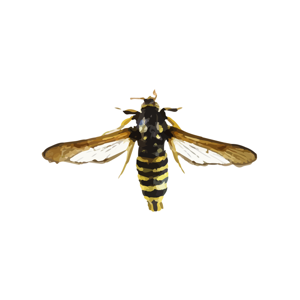 insect